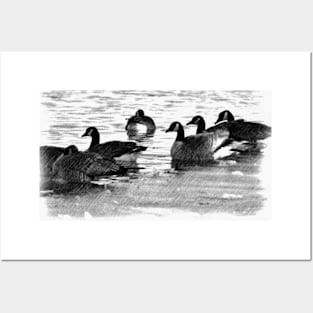 Canada Geese in Black & White. Posters and Art